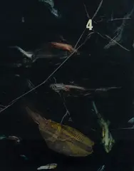 John Miller, Aquarium #4' Melbourne, 2005, Oil on Mixed Media on Board