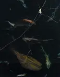 John Miller, Aquarium #4' Melbourne, 2005, Oil on Mixed Media on Board