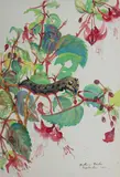 Barbara Tribe, Caterpillar and Fuchsia,' September, 1960, Gouache