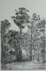 Brian Dunlop, Australian Tall Trees, 1981, Lithograph 5/50