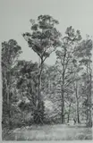Brian Dunlop, Australian Tall Trees, 1981, Lithograph 5/50