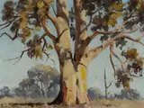 Dudley Parker, Sunlit Gum, Oil on Board