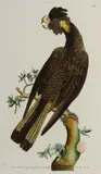 Frederick Polydore Nodder, The Funereal Cockatoo (Yellow-tailed Black Cockatoo), 1794, Descriptive sheet verso; also label for Stonegate Antique Prints, New York