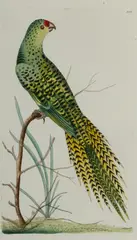 Frederick Polydore Nodder, The Ground Parrot, 1795, Hand Coloured Etching