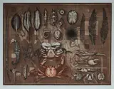 John Winch, Found Objects, 1984, Colour Etching & Aquatint XLIX