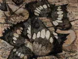 Clifton Pugh, Desert Butterflies