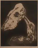 Arthur Boyd, Narcissus, Kookaburra and Skull, 1978, Printed by Max Miller, East Kangaloon, NSW