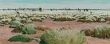 Max Ragless, Spinifex in Bloom, Oil on Board