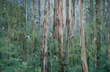 Paul Evans, Eucalypt Forest I