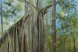 Charles Gosford, Curtain Fig Tree, Atherton Tablelands, Queensland, 1987, Pastel