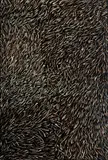 Barbara Weir, Grass Seed Dreaming, 1997, Acrylic on Linen