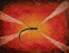 Kym Hart, Dragonfly, Oil on Canvas