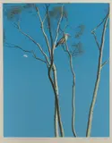 David Rose, Day Moon and Kookaburra, 1977, S/Print 18/60