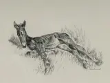 Cedric Emanuel, Resting Foal, Pencil