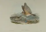 John Gould, Galerita Cristata (Crested Lark), Hand Coloured Lithograph