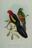 John Gould, Aprosmictus Callopterus, Yellow-winged King Parrot, Hand Coloured Lithograph