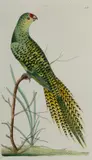 Frederick Polydore Nodder, The Ground Parrot, 1795, Hand Coloured Etching