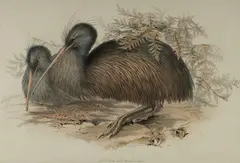 John Gould, Kiwi - Apteryx Australis, Drawn from Nature and on Stone by J & E Gould; printed by C. Hullmandel