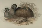 John Gould, Kiwi - Apteryx Australis, Drawn from Nature and on Stone by J & E Gould; printed by C. Hullmandel