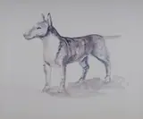 Salvatore Zofrea, Bull Terrier, W/Clr & Pencil