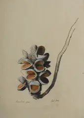 Banksia Pod by Paul Jones, Pastel, sold Mar 2022