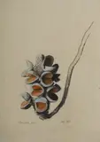 Paul Jones, Banksia Pod