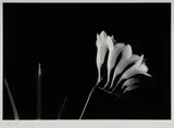 Paul Jones, Freesia
