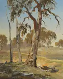 Doug Sealy, Old Gum, Oil on Canvas on Board