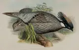 John Gould, Pucrasia Macrolopha (Himalayan Pucras Pheasant), 'J. Gould and H.C. Richter, del. et lith.' & 'Hullmandel & Walton, Imp.' printed bottom edge. From John Gould's 'The Birds of Asia.'
