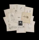 Frederic Wood Jones, Original Pen and Ink Illustrations for 'Mammals of South Australia