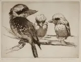 James Squire Morgan, Kookaburras, Etching 6/75