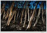 Peter Solness, Mangrove Forest #2, Hawkesbury River, 2010, C-type Photograph 2/15