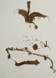 John Olsen, Bird & Kangaroo Landscape, 1979, Lithograph 9/50