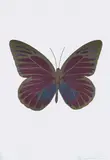 The Souls I - Loganberry Pink/Cornflower Blue/Cool Gold by Damien Hirst, 2010, Three Colour Foil Block Print 11/15, sold Sep 2021