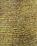 Gloria Petyarre, Leaves on the Ground