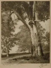 Harold Cazneaux, The Mighty Gum, Original mount, signed & titled in pencil