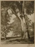 Harold Cazneaux, The Mighty Gum, Original mount, signed & titled in pencil