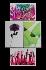 Warwick Orme, (4), 'Waratah' (2/100), unsigned; 'A-Orchid' 2002 (40/100), signed in pencil; stamen detail, unsigned; & leaf detail, unsigned