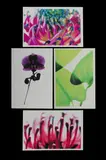 Warwick Orme, (4), 'Waratah' (2/100), unsigned; 'A-Orchid' 2002 (40/100), signed in pencil; stamen detail, unsigned; & leaf detail, unsigned