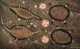 Reggie Sultan, 1 Goanna, 1 Sleepy Lizard, 2 Turtles and Their Eggs, 1997, Acrylic on Canvas
