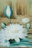 Ellis Rowan, Water Lilies