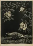 Lionel Lindsay, Pheasant & Magnolia
