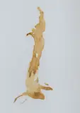 Luke Sciberras, Hanging Rabbit, 2006, Coffee on Paper