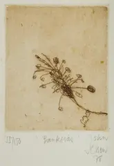 Banksias by John Olsen, 1978, Etching 55/150, sold Mar 2021