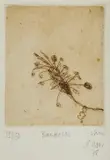 John Olsen, Banksias, 1978, Etching 55/150