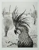 Elaine Haxton, Great Palm Parrot, 1982, Aquatint A/P