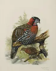 Paul Margocsy, Black-headed Tragopan, W/Clr & Gouache