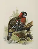 Paul Margocsy, Black-headed Tragopan, W/Clr & Gouache
