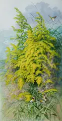 Ellis Rowan, Golden Wattle, Australian Floral Emblem, Gouache