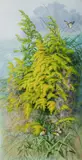Ellis Rowan, Golden Wattle, Australian Floral Emblem